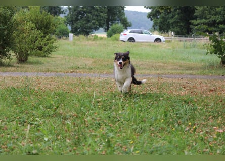 Australian Shepherd ASCA Welpen