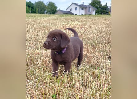 Neun zuckersüße reinrassige schokobraune Labrador-Welpen suchen ein liebevolles neues Zuhause!