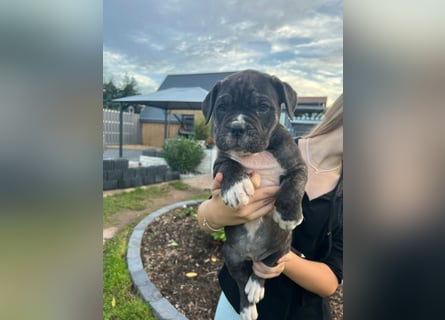 Cane corso mastiff mix 