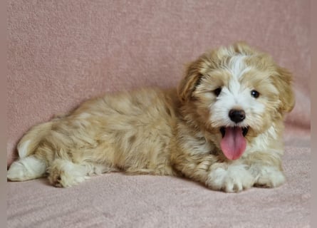 Maltipoo Welpen zuckersüß
