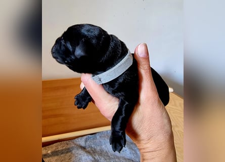 Edle Labrador Welpen (Schwarz/Foxred/Creme) mit Ahnentafel, Nachkommen von Champions