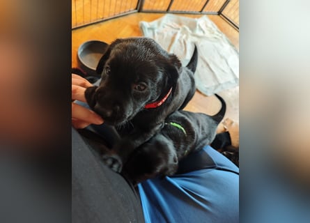 Labradorwelpen suchen bestes Zuhause