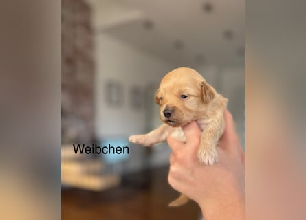 Wunderschöne Maltipoo Welpen!!! (Malteser/Zwergpudel)