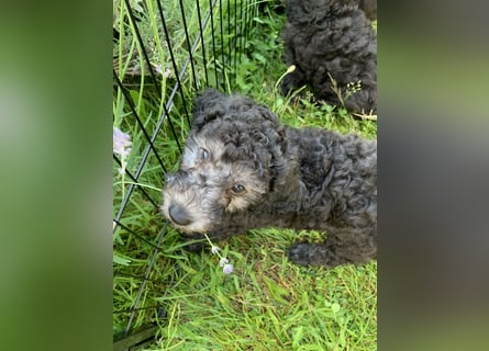 Zauberhafte Kleinpudel Welpen in Silber, VDH Zucht