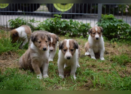 Colliewelpen aus über 40Jahren Zucht