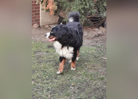 Berner Sennen Welpen