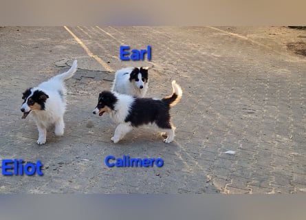 umzugsbereit, Reinr. Colliewelpen m. Ahnentafel zu verk.