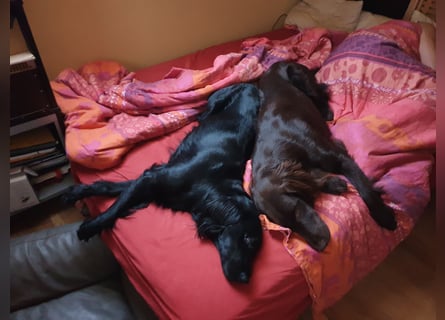C - Wurf Flat Coated Retriever 2025