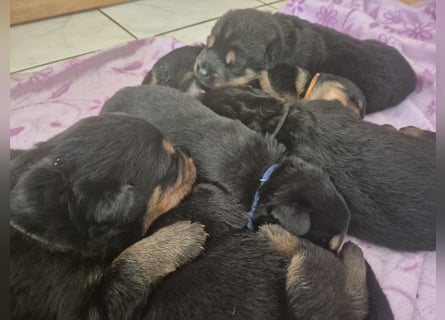 Rottweiler Schäferhund Mischling