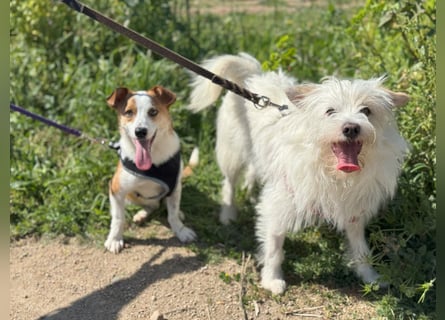 Larry und Jack: 2 wie Pech und Schwefel