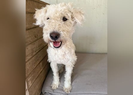 ❤️ zarte Hundeseele LUNA - 3,5 Jahre, 45cm - Puli-Mix