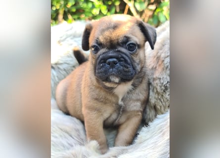 Allerliebste FROPS Kinder (Französische Bulldogge und Mops)