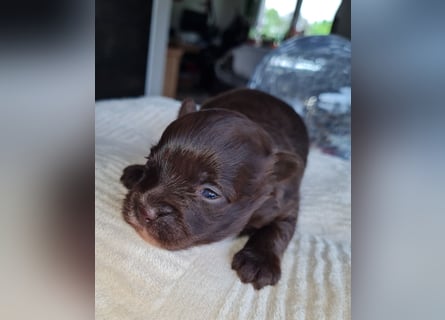 Bezaubernde Welpen aus Bolonka Zwetna und Pomeranian (Zwergspitz)