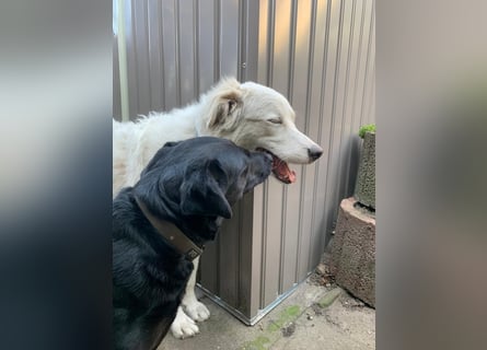 Alain: unkomplizierter Familienhund