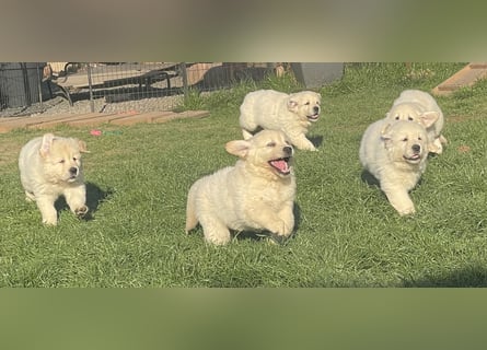 Golden Retriever Welpen aus excellenter Verpaarung