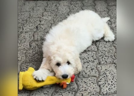 Abgabebereite Goldendoodle & Labradoodle Labrador+Golden+Retriever+Pudel Welpen