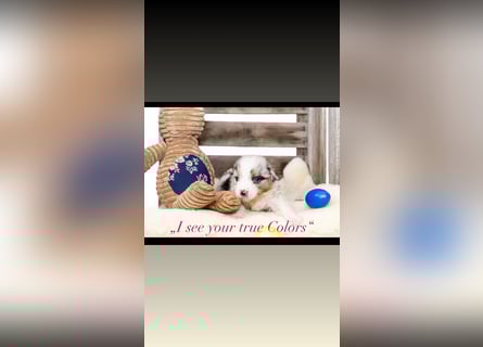 Zauberhafte Australian Shepherd Hündinnen