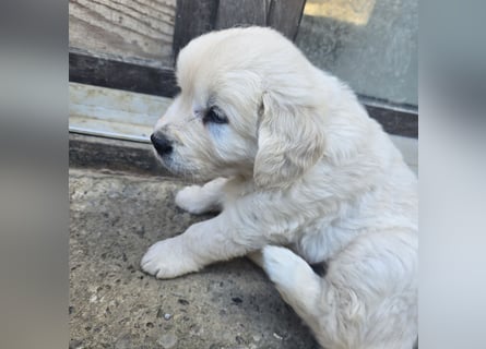 1 Golden Retriever Rüde sucht..