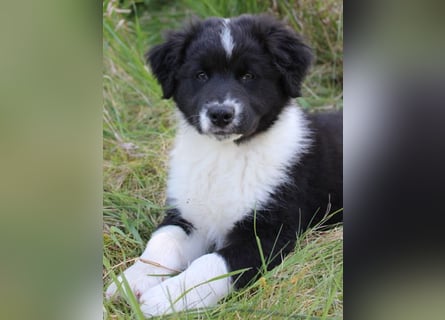 Australian Shepherd Welpe (reinrassig)