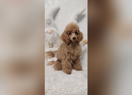 Toypudel/Zwergpudel mit Pedigree Ahnentafel