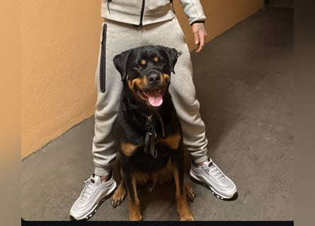 Rottweiler