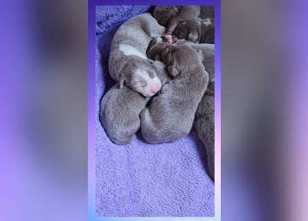 Labrador Aussiedor Welpen  in silber und silber merle aus liebevoller Zucht