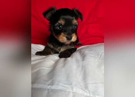 Yorkshire Terrier Welpen black and tan mit Ahnentafel