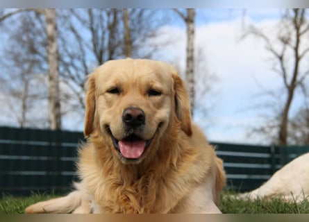 Golden Retriever Deckrüde mit FCI-Ahnentafel
