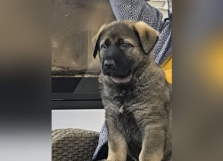 Deutsche Schäfer Hunde Welpen Rassen Hunde