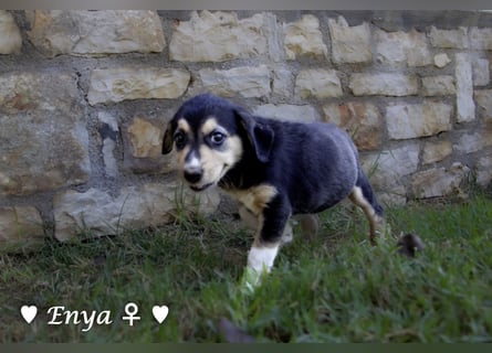 Erin, Emma, Eckie und Enya suchen ein Zuhause