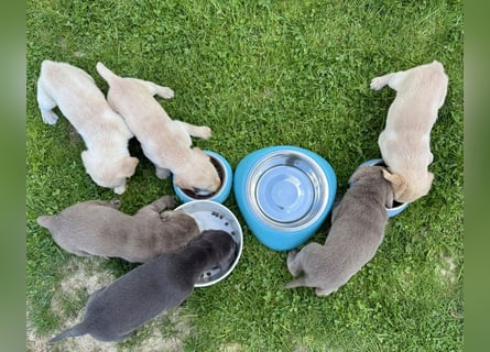 Labrador Welpen Weibchen Silber  Mädchen NRW Düsseldorf Viersen Köln
