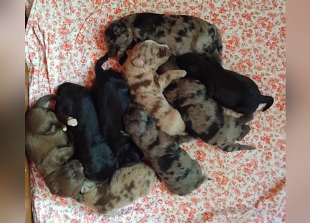 Aussiedoodle Welpen mini / medium F1