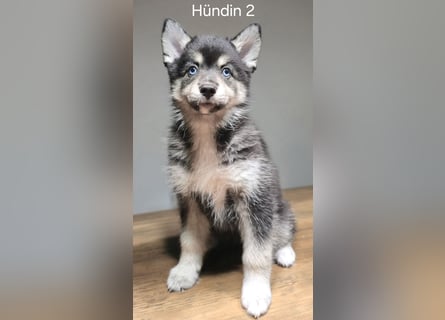 Pomsky Welpen in Blue Eye