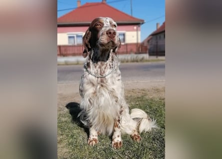 English setter Rüde Welpe