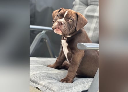 OEB mix Bulldoge old english bulldog