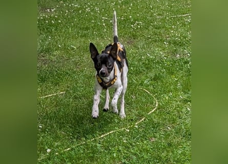 Floh: jetzt aber für immer