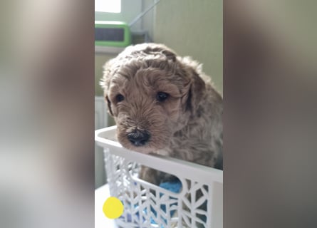 Labradoodlewelpen Rüden ab Mai abgabebereit