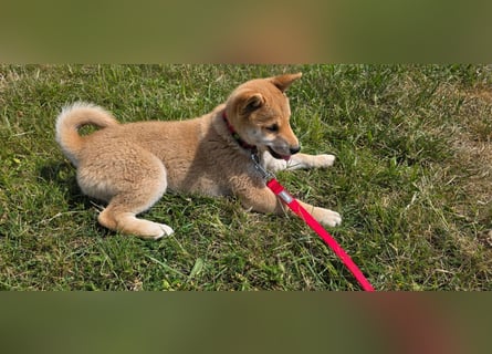Shiba inu Welpen.   vom Haus Joe   ,Liebhaberzucht