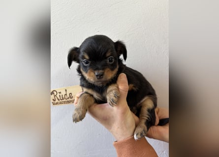 Chihuahua Langhaar Welpen ab Mitte Mai abzugeben