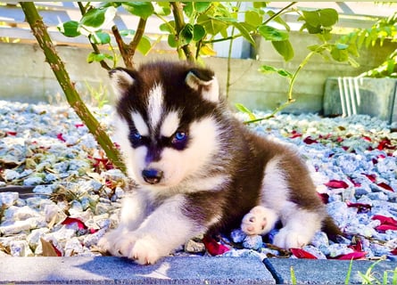 FCI Pedigree Blue Eyed Black & White Siberian Husky Champion Puppy
