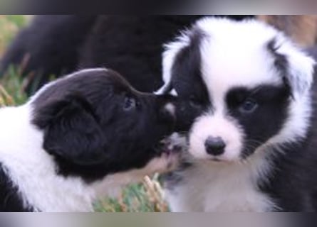Australian Shepherd Welpe (reinrassig)