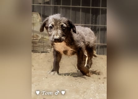 Teddy und seine Geschwister suchen ab September ein Zuhause