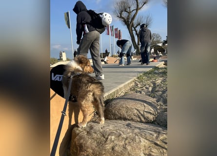 Colliewelpen im amerikanischen Typ