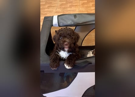 Lagotto Romagnolo Welpen reinrassige