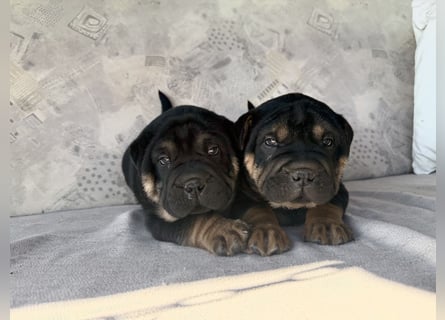 Bullpeiwelpen, Mischling aus englischer Bulldogge und Sharpei/Shar-Pei