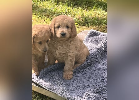 Goldendoodle mini Medium Doodle Abgabe an Pfingsten