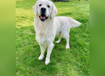 Golden Retriever Welpen vom Züchter – liebevoll & familiär aufgezogen