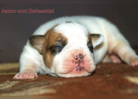 Continental Bulldogs vom Zwieseltal