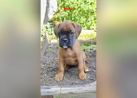Boxer-Welpen von mehrmaligen Teilnehmern der Deutschen Meisterschaften!!!