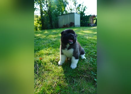 Amerikanische Akita